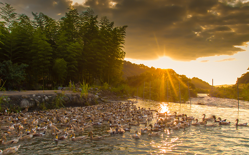 舜華鴨業(yè)公司傳達(dá)學(xué)習(xí)市第六次黨代會精神